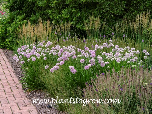 'Summer Beauty' Allium (Allium tanguticum)
 growing with perennial Salvia (surrounding the Allium), tall ornamental grass in the background and the pink flowers of Obedient Plant (Physostegia).